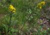 Goldenrod - garden decoration and healer for the whole family