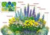 Do-it-yourself perennial flower beds - we decorate a beautiful flower garden