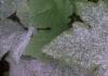 Bolesti biljaka: pepelnica i peronospora Metode suzbijanja peronospore