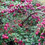 Cherry plum jam with and without seeds How to remove seeds from cherry plum