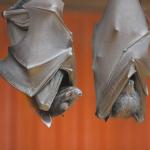 ¿Por qué sueñas con murciélagos volando hacia la casa?