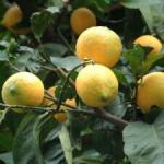 Growing citrus fruits at home