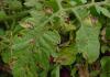 The most effective methods of combating late blight on tomatoes. Is it possible to twist tomatoes with late blight?