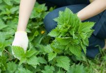 How to deal with nettles in a summer cottage and how to remove them forever Means for destroying nettles