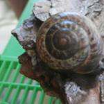 Garden snail (Cepaea hortensis) Shrub snail keeping at home