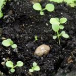 What are the best petunia seeds to buy for growing seedlings?