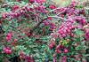 Cherry plum jam with and without seeds How to remove seeds from cherry plum