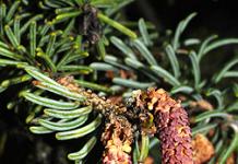 Canadian spruce Konika: planting and care Canadian spruce perfect description