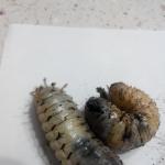 Spôsoby, ako sa vysporiadať s larvami májového chrobáka v záhrade