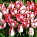 Kako se tulipani razmnožavaju