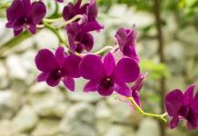 Je orchidea jedovatá alebo nie?