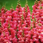 Snapdragon - a description of the flower, where it grows, varieties