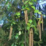 Brezové listy (Betulae folia) Suroviny z brezy striebornej