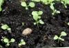 ¿Cuáles son las mejores semillas de petunia para comprar para cultivar plántulas?