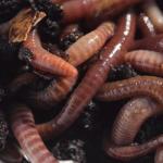 Why do you dream about earthworms?