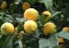 Growing citrus fruits at home