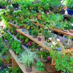 Rekomandime për kujdesin e bimëve të brendshme në shtëpi