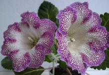 Uspavanka za gloksiniju: što učiniti s biljkom nakon cvatnje