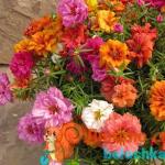 Purslane flowers - cultivation