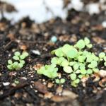 Petúnie v zime: ako uchovať petúniu až do jarného rastu Petúnie