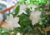 Myrtle flower: photo of a houseplant and caring for it We form a houseplant myrtle