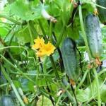 Why can cucumbers turn yellow and dry on the windowsill? Cucumbers on the balcony turn yellow and dry