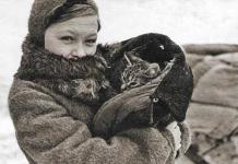 Cats of the siege of Leningrad Interesting facts about the siege of Leningrad cats