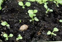 What are the best petunia seeds to buy for growing seedlings?