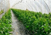 Dutch varieties of tomatoes for greenhouses