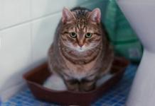 The cat has blood in the urine - why and what to do to the owner What to do if the cat has red urine