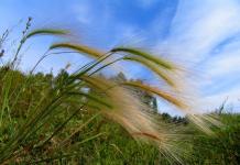 Feather grass: photo, description