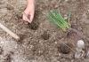 Planting leeks according to the lunar calendar