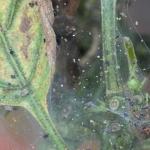 Cómo lidiar con la pulga crucífera en los jardines Aparecieron agujeros en las hojas de berenjena qué hacer