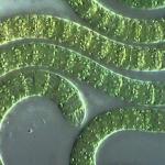 Qeyri-üzvi birləşmələri oksidləşdirən kükürd bakteriyalarının həyat fəaliyyətinin xüsusiyyətləri