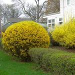 Ukrasni grmovi otporni na mraz za ljetne vikendice Grmlje ili stabla