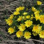 Adonis: planting and care in the open field