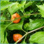 Physalis - a pleasant flower and berry: cultivation and care Sowing seeds for seedlings