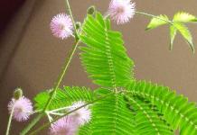 Shy Mimosa - caring for the touchy-feely Shy Mimosa