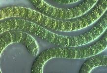 Qeyri-üzvi birləşmələri oksidləşdirən kükürd bakteriyalarının həyat fəaliyyətinin xüsusiyyətləri