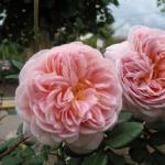 Presentamos la elegante belleza de la rosa Abraham Derby: todo, desde la descripción hasta la foto de la flor Rose English park reseñas de abraham derby