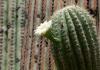 ¿Por qué sueñas con cactus? Interpretación de los sueños: cactus en el agua