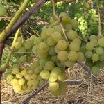 Grapes - frost-resistant, non-covering varieties
