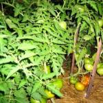 Preporuke: kako uzgojiti dobru žetvu rajčice u stakleniku Kako uzgajati jesensku žetvu rajčice
