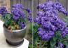 Heliotrope: rules for growing and propagating