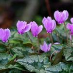 Reproduction of cyclamen leaf at home