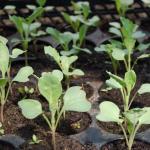 Cultivo de brócoli con plántulas y sin semillas ¿Cómo se debe vender el brócoli con coliflor y colinabo?