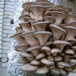 Growing oyster mushrooms at home