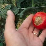 Root rot: symptoms, methods of control and prevention