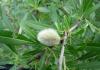 Almendro estepario (Amygdalus nana o Prunus nana)