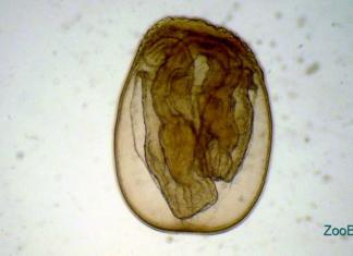 Kurtaklari bilan arborescent bryozoans Lekin bu alohida mavzu